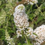 Arbre aux papillons white profusion / pot de 4l