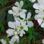 Arbre aux perles the bride / pot de 3l