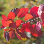 Arbre  perruque coggygria flame / pot de 4l