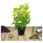 Arbre  perruque golden lady 'mincojau3' / pot de 3l