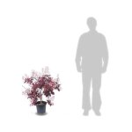 Arbre  perruque royal purple / pot de 7, 5l
