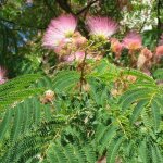 Plantes avenue - arbre  soie ombrella 'boulbri' / pot de 10l