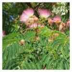 Plantes avenue - arbre  soie ombrella 'boulbri' / pot de 7, 5l