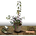 Callicarpa, arbuste aux bonbons profusion / pot de 3l Callicarpa, arbuste aux bonbons profusion / pot de 3l