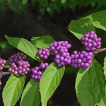 Callicarpa, arbuste aux bonbons profusion / pot de 7, 5l