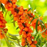 Argousier (hippophae rhamnoides) Argousier (hippophae rhamnoides)