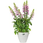 Bac à fleurs rond ou carré jardinière blanc en plastique pour extérieur jardin terrasse pot de fleurs ... Bac à fleurs rond ou carré jardinière blanc en plastique pour extérieur jardin terrasse pot de fleurs ...