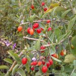 Baie de goji barbarum / pot de 1, 5l
