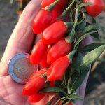 Baie de goji princess tao 'fpw03' / pot de 3l