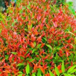 P�pini�res naudet ? bambou sacr� nandina domestica ? arbuste persistant 2 - 3m ? feuillage rouge � pourpre ...
