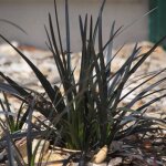 Barbe de serpent nigrescens / pot de 3l