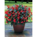 B�gonia 'bertini' bulbe calibre 6 / 7