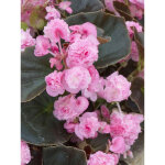 B�gonia de cire 'doublet rose' mini - motte � 3 / 4 cm, plant vert d'environ 5 � 10 cm de hauteur (par ...