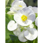 B�gonia 'super olympia blanc' mini - motte � 3 / 4 cm (par 5)