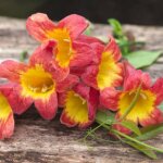 Bignone capreolata tangerine beauty / godet