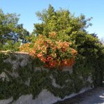 Bignone grandiflora / pot de 3l