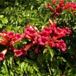 Bignone atropurpurea / pot de 3l