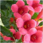 Bignone flamenco / pot de 1l