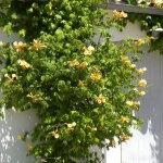 Bignone radicans yellow trumpet / pot de 3l