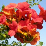 Bignone x tagliabuana madame galen / pot de 6l