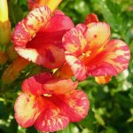 Bignone orangeade 'tracamp' / pot de 3l