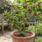 Bloomique - lot de 2 - morus rotundiloba 'mojo berry' - m�rier nain - plantes jardin - rustique - hauteur ...