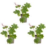 Bloomique - lot de 3 - g�ranium macrorrhizum ?spessart? - g�ranium couvre - sol - floraison abondante ...