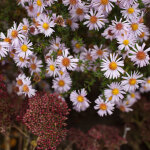 Bloomique - lot de 6 - aster apollon - marguerite la saint - michel - plantes jardin - floraison abondante ...