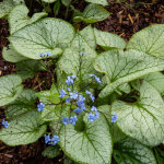 Bloomique - lot de 6 - brunnera macrophylla - myosotis du caucase - plante de jardin - floraison abondante ...