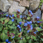 Bloomique - lot de 6 - ceratostigma plumbaginoides - plumbaginoides - plantes jardin - vivace - floraison ...
