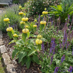 Bloomique - lot de 6 - phlomis russeliana - �pilobe - floraison abondante - rustique - vivace 10 � 20 ...