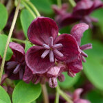 Bloomique - akebia quinata - cornichon - plante grimpante - plante de jardin - plante grimpante - rustique ...