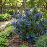 Bloomique - ceanothus delilianus henri d�foss� - lilas d'am�rique - plante de jardin - rustique - persistant ...