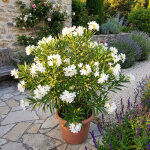 Bloomique - laurier - rose (nerium oleander) - fleurs blanches - plantes jardin - plantes terrasse - ...