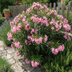 Bloomique - laurier - rose (nerium oleander) - fleurs roses - plantes jardin - plantes terrasse - hauteur ...
