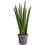 Bloomique - sansevieria straight - langue belle - m�re - plante d'int�rieur - facile d'entretien - hauteur ...