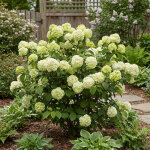 Bloomique - viburnum plicatum opening day - boule neige japonaise - plante de jardin - rustique - hauteur ...