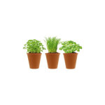 Herbes aromatiques et pots en terre cuite Herbes aromatiques et pots en terre cuite
