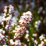 Bruy�re d'hiver silberschmelze / pot de 3l