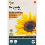 Buzzy organic tournesol g�ant - bio semences - ca. 3 gr (livraison