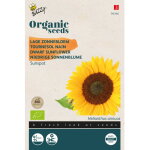 Buzzy organic tournesol nain sunspot - bio semences - ca. 3 gr