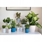 Cache - pot crme 16 cm magnolia jumper