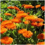 Souci (calendula officinalis) ? 50 graines ? fleurs annuelles ? floraison longue ? plante m�dicinale ...