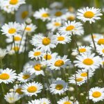 Camomille 2000 pcs ? plante m�dicinale ? jardin