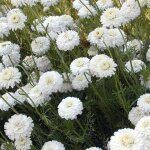Camomille romaine double | conditionnement: lot de 5 godets