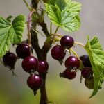 Ppinires naudet - caseille 'josta' bio (ribes nigrum x r. divaricatum 'josta')