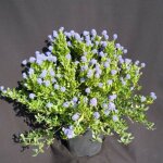 Céanothe, lilas de californie skylark / pot de 7, 5l Céanothe, lilas de californie skylark / pot de 7, 5l