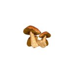 Cepes super extra - champignon - le bocal de 225 g