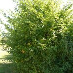 Charme commun (charmille) / pot de 4l Charme commun (charmille) / pot de 4l