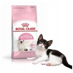 Chaton fhn 2 kg